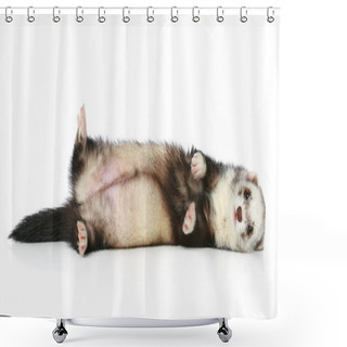 Personality  Ferret Lying On Site A White Background Shower Curtains