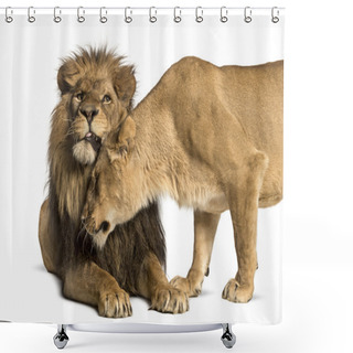 Personality  Lion And Lioness Cuddling, Panthera Leo, Isolated On White Shower Curtains