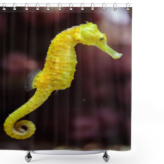 Personality  Slender Seahorse (Hippocampus Reidi). Shower Curtains