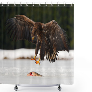 Personality  White-tailed Eagle With Fish Shower Curtains