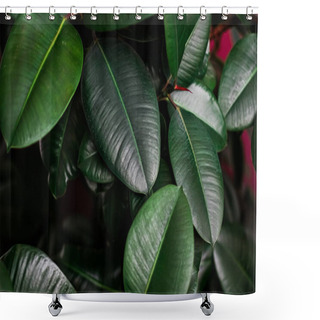Personality  Tropical Leaves As Nature And Environmental Background, Botanical Garden And Floral Backdrop, Plant Growth And Landscape Design Shower Curtains