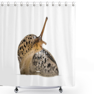 Personality  Limax Maximus, Literally, 'biggest Slug', Known By The Common Names Great Grey Slug And Leopard Slug, In Front Of White Background Shower Curtains