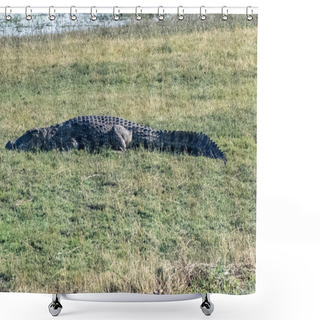 Personality  Telephoto Shot Of A Nile Crocodile - Crocodylus Niloticus- Resting On The Banks Of The Chobe River In Botswana. Shower Curtains