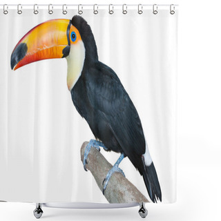 Personality  Playful Toucan Shower Curtains