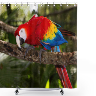 Personality  Scarlet Macaw Shower Curtains