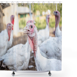Personality  White Turkeys On The Farm. Shower Curtains