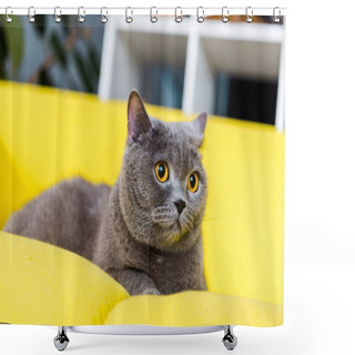 Personality  Grey British Shorthair Cat Lying On Yellow Couch Shower Curtains