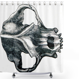 Personality  Skull Cave Bear - Ursus Spelaeus, Top View Shower Curtains