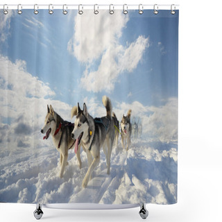 Personality  Sled Dog Breed Siberian Husky Shower Curtains