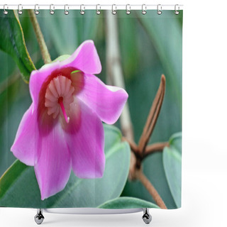 Personality  Beautiful Flowers, Floral Concept Background Shower Curtains