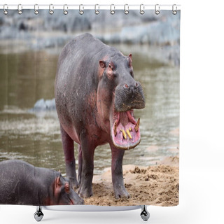 Personality  Common Hippopotamus In The Water  Shower Curtains