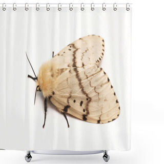 Personality  Moth, Brudnice (Lymantria Dispar), Female Shower Curtains