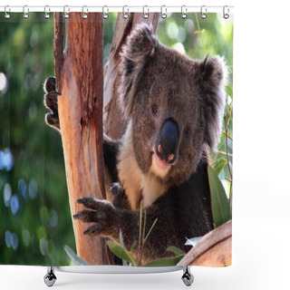 Personality  Victorian Koala In Eucalyptus Tree Shower Curtains