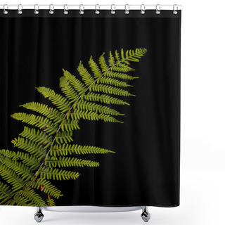 Personality  Beautiful Intimate Landscape Detail Image Of Fern In Forest Lit By Sun Against Black Background Shower Curtains