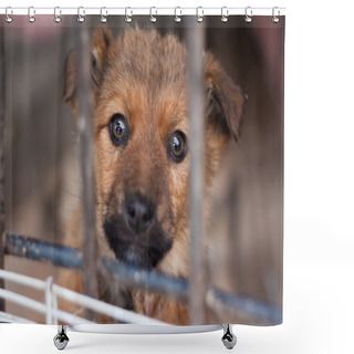 Personality  Portrait Of A Puppy Shower Curtains