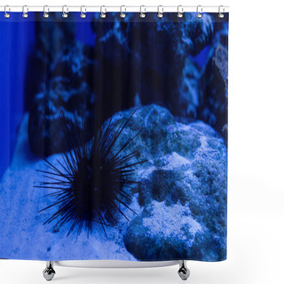 Personality  Sea Urchin On Sand Under Water In Aquarium With Blue Lighting Shower Curtains