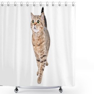 Personality  Beautiful Curious Cat Scottish Straight Standing Isolated On A White Background Shower Curtains