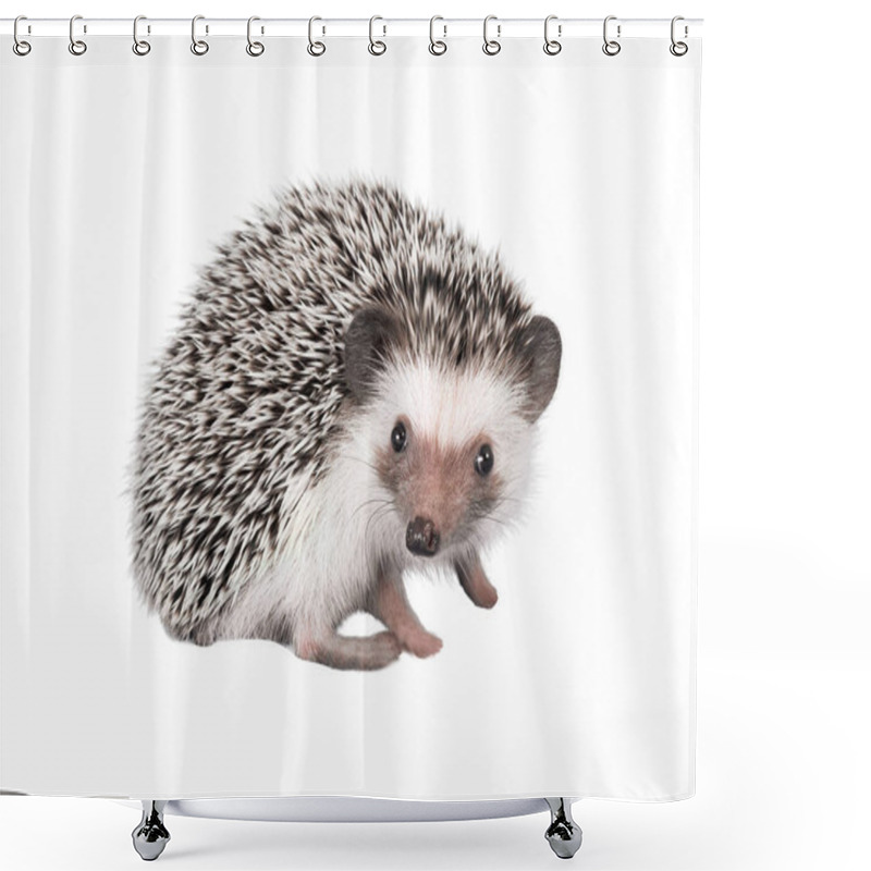 Personality  African Pygmy Hedgehog Isolated On White Background Shower Curtains