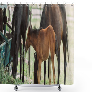 Personality  Horizontal Image Of Brown Horses With Colt Eating Hay On Farm Shower Curtains