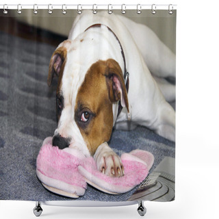Personality  The American Bulldog Is Waiting For The Host Head On Slipper Shower Curtains