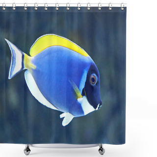 Personality  Powder Blue Surgeonfish (Acanthurus Leucosternon) Shower Curtains