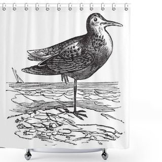 Personality  White-rumped Sandpiper Or Calidris Fuscicollis, Vintage Engravin Shower Curtains
