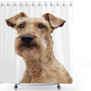 Personality  The Irish Terrier On A White Background Shower Curtains