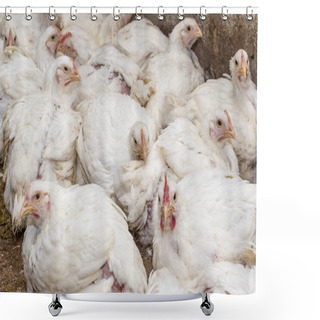 Personality  Chicken Broilers. Poultry Farm Shower Curtains