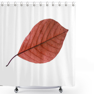 Personality  Birch Leaf Isolated On White Background Shower Curtains