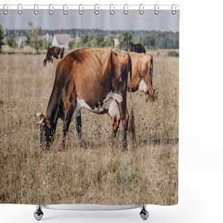 Personality  Rural Scene With Domestic Cows Grazing On Meadow In Countryside  Shower Curtains