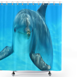 Personality  Curious Dolphin Shower Curtains