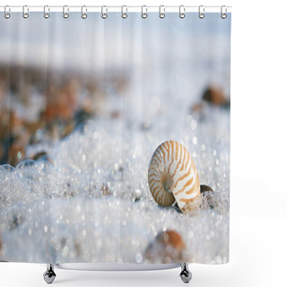 Personality  Nautilus Sea Shell Shower Curtains