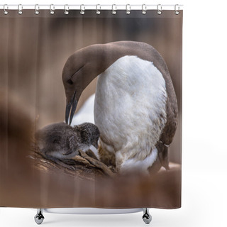 Personality  Common Guillemot With Chick Shower Curtains