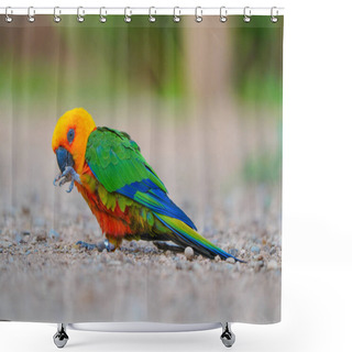 Personality  A Closeup Shot Of A Cute Colorful Parrot Shower Curtains