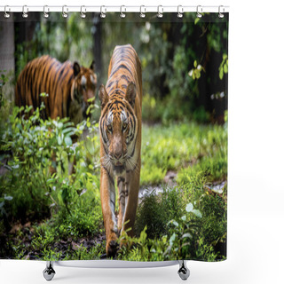 Personality  Asian Tiger In Tropical Forest Shower Curtains