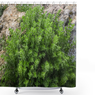 Personality  Wild Oregano Grows In The Mountains. Raw Green Oregano In Field. Greek Natural Herb Oregano. Green And Fresh Oregano Flowers. Aromatic Culinary Herbs. Shower Curtains