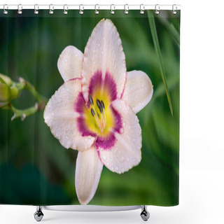Personality  Mauve Daylily Blossom Genus Two-colored Hemerocallis Shower Curtains