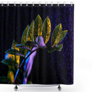 Personality  Green Dollar Tree (zamioculcas) With Drops, Isolated On Black Shower Curtains