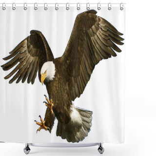 Personality  Bald Eagle Swoop Attack Hand Draw On White. Shower Curtains
