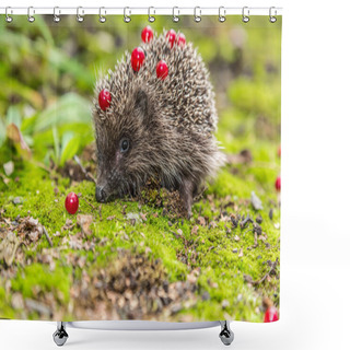 Personality  Hedgehog Looking For Food Shower Curtains