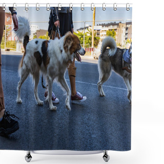 Personality  Wroclaw, Poland - September 2022: Freedom Square In Wroclaw And City Streets Full Of Small And Big Dogs At Wroclaw Dogs Parade Hau Are You Organized By Local Homeless Animal Shelter Shower Curtains