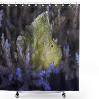 Personality  Yellow Leaf Scorpionfish  (Taenianotus Triacanthus) Lying In Wait Camouflaged Among The Corals. Ambon Bay, Indonesia. Shower Curtains