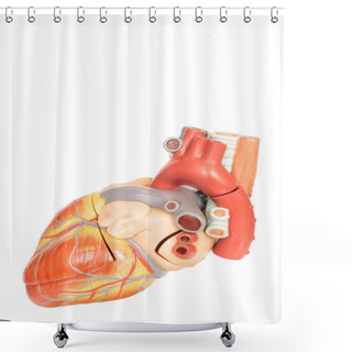 Personality  Human Heart Model Side View Shower Curtains