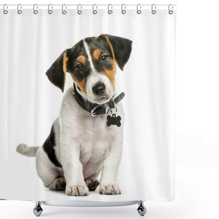 Personality  Jack Russell Terrier, 2 Months Old, Sitting In Front Of White Ba Shower Curtains