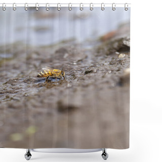 Personality  Honey Bee At Water Collecting Shower Curtains