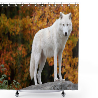 Personality  Arctic Wolf Looking At The Camera Shower Curtains
