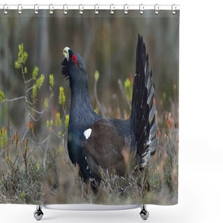 Personality  Capercaillie (Tetrao Urogallus)   Shower Curtains