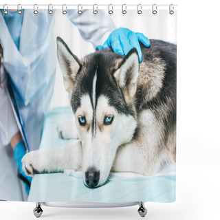 Personality  Cropped Image Of Female Veterinarian Examining Husky Isolated On White Background Shower Curtains