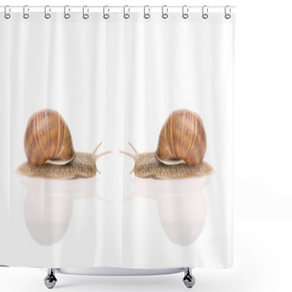 Personality  Garden Snail Shower Curtains