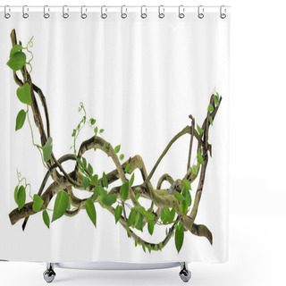 Personality  Circular Vine At The Roots. Bush Grape Or Three-leaved Wild Vine Cayratia (Cayratia Trifolia) Liana Ivy Plant Bush, Nature Frame Jungle Border, Isolated On White Background With Clipping Path Included. Floral Desaign. HD Image And Large Resolution. C Shower Curtains